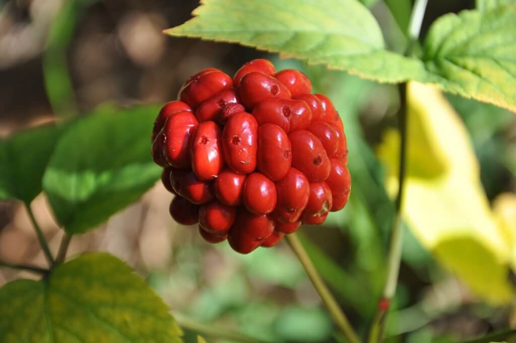 Wild Appalachian Ginseng, Coveted and in Need of Protection - Eat The ...