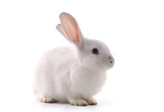 Frozen Rabbits – The Big Cheese Rodent Factory