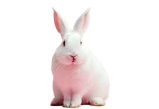 Frozen Rabbits – The Big Cheese Rodent Factory