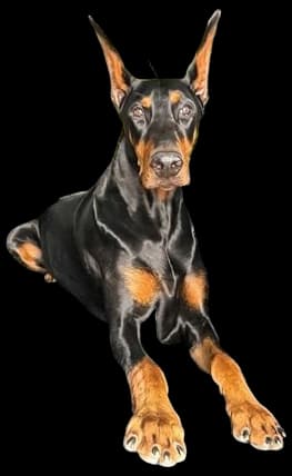 4Knines Dog Seat Cover