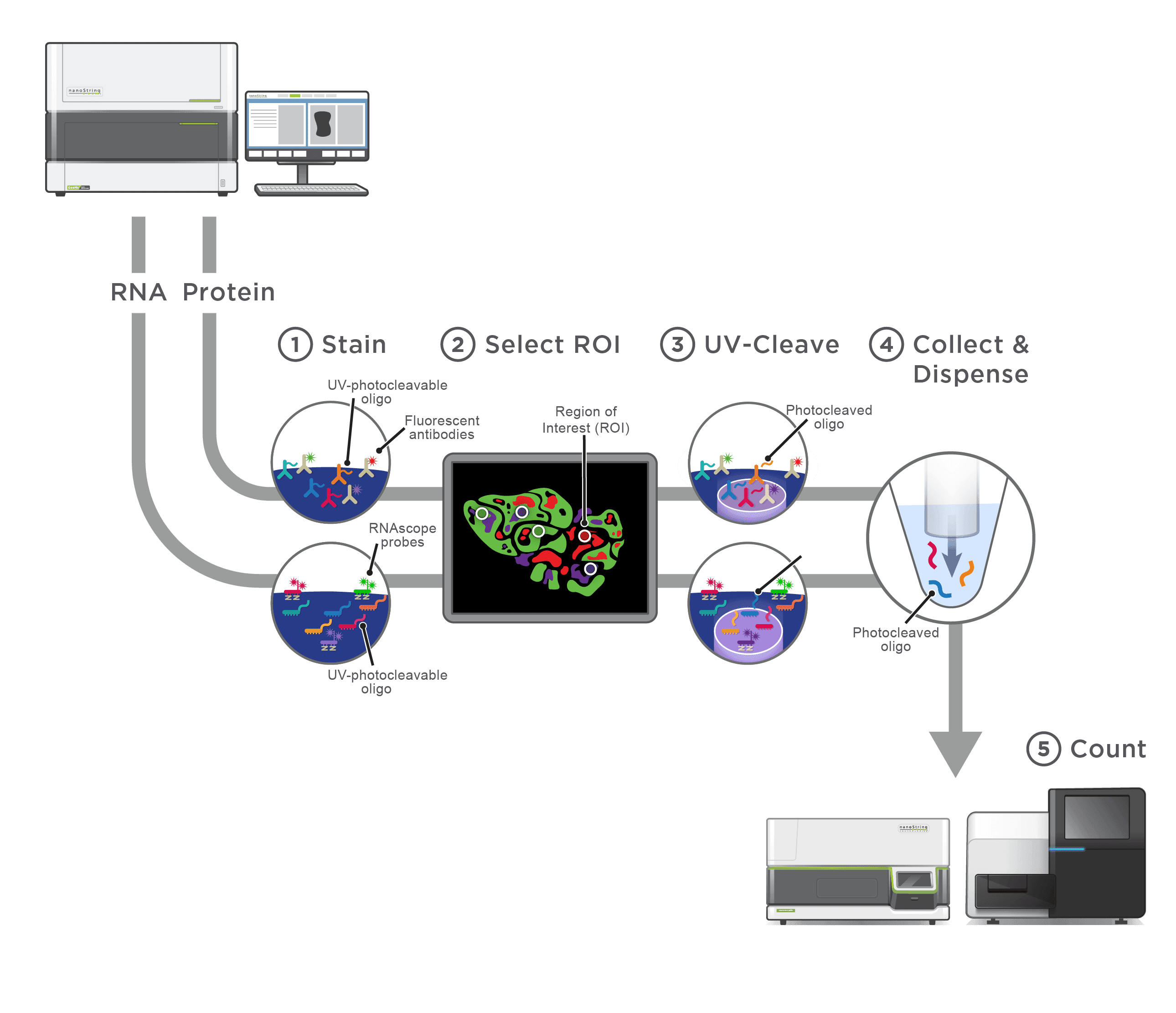GeoMx Digital Spatial Profiling (DSP) – SpITR