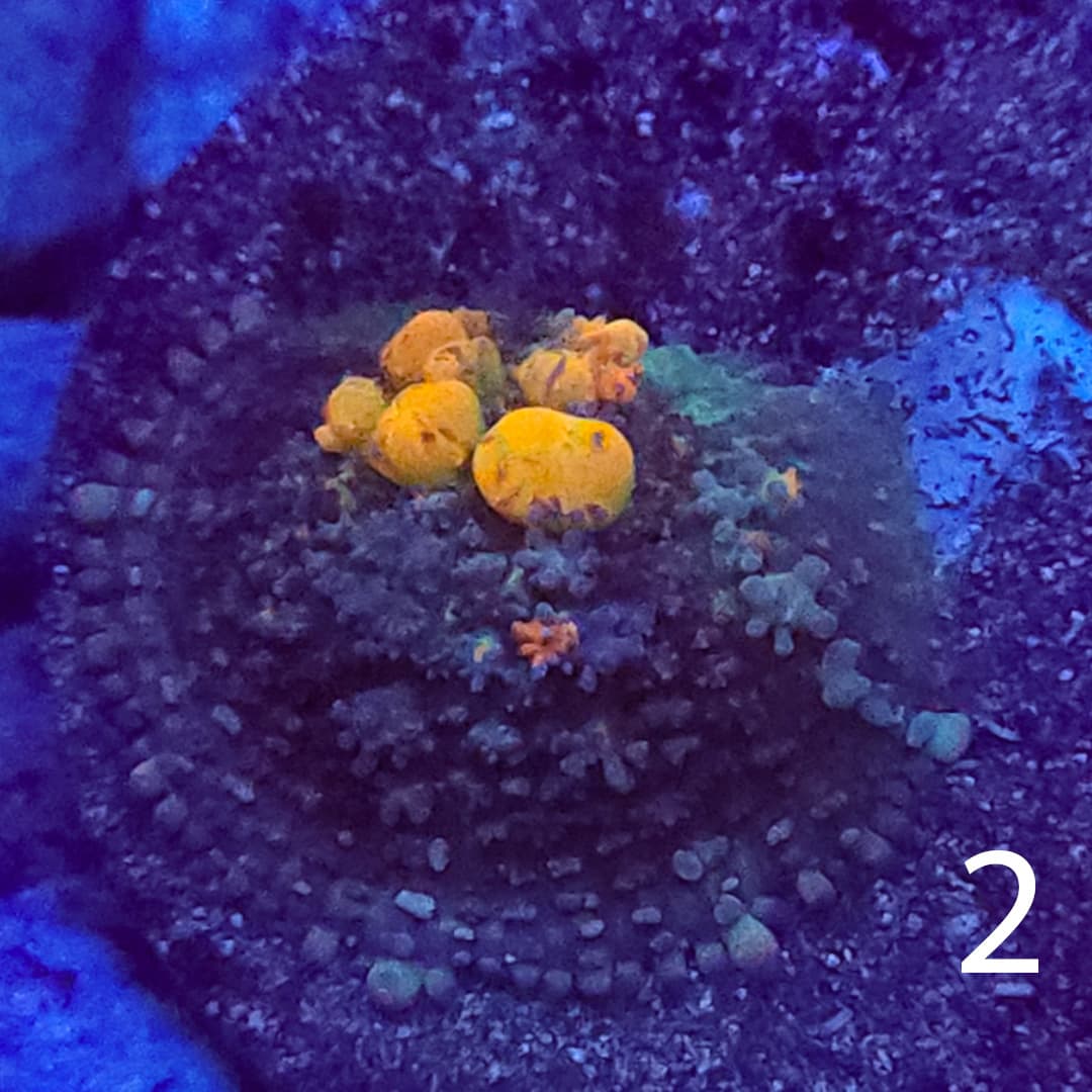 WWC OG Bounce Mushroom WYSIWYG 2 | Reef Stable