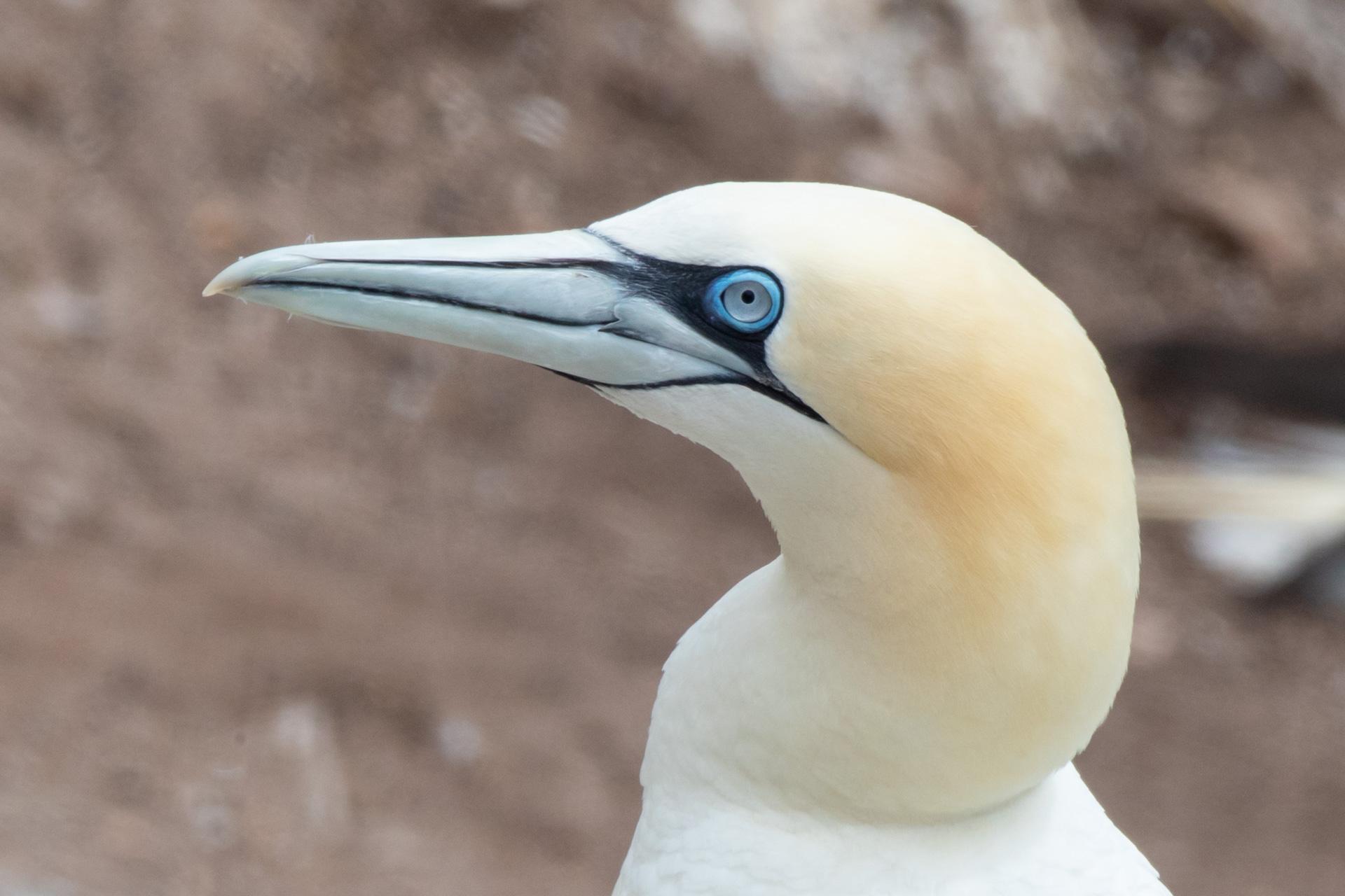 The Amazing Gannet - Denis O'Regan Photography, West Cork, Ireland