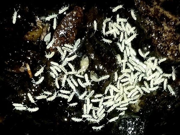Springtails Live Culture – Diapteron Shop