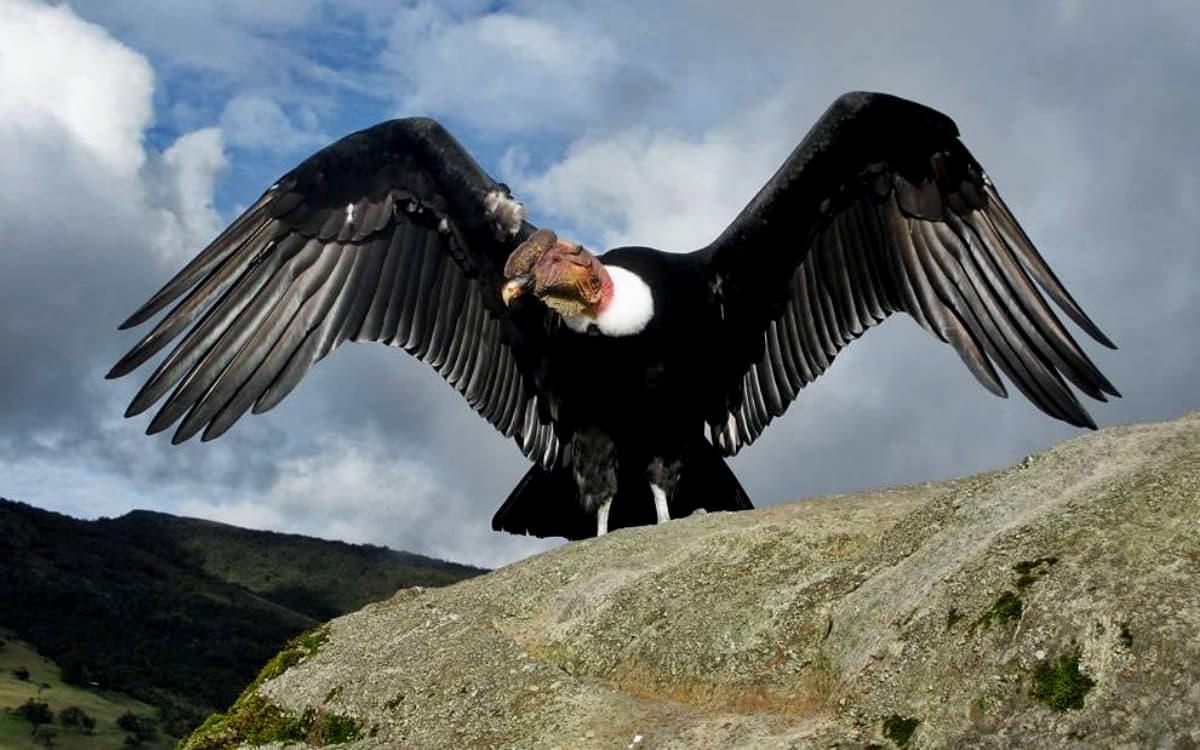 El Cóndor Andino en Perú