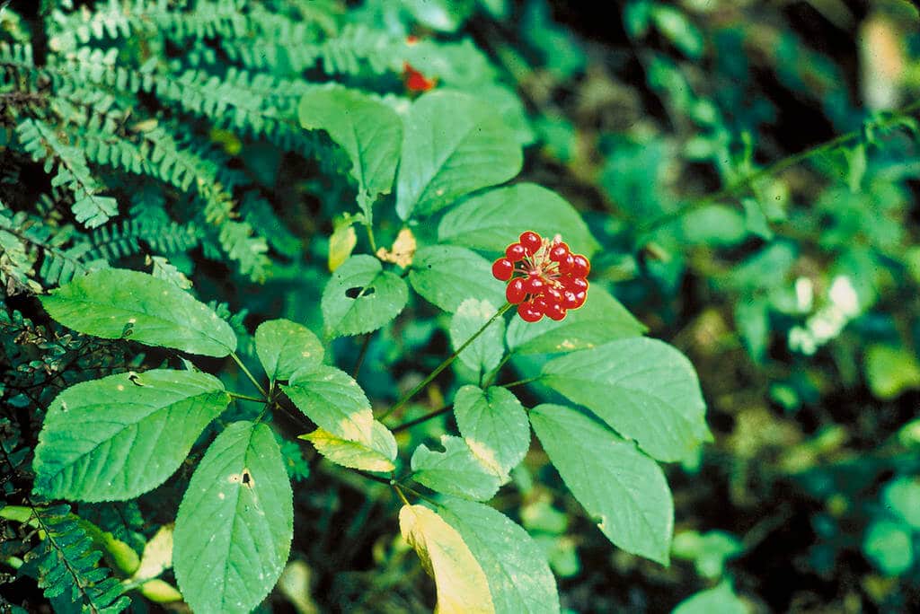 Wild Appalachian Ginseng, Coveted and in Need of Protection - Eat The ...