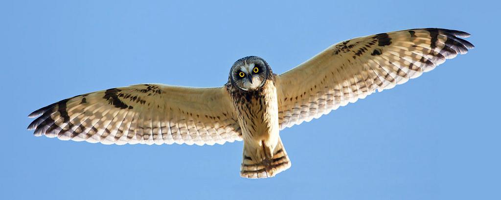 Owl wingspan | Embrace Mindfulness