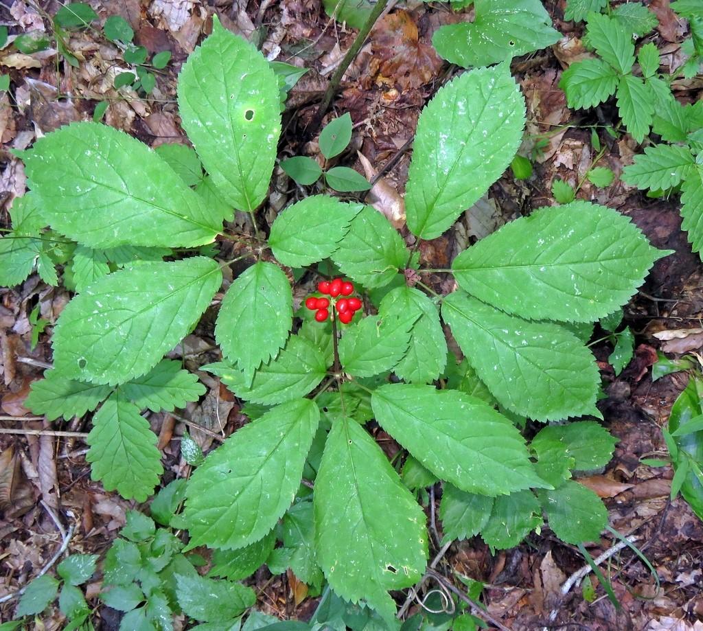 Ontario Natural American Ginseng 500mg Capsules