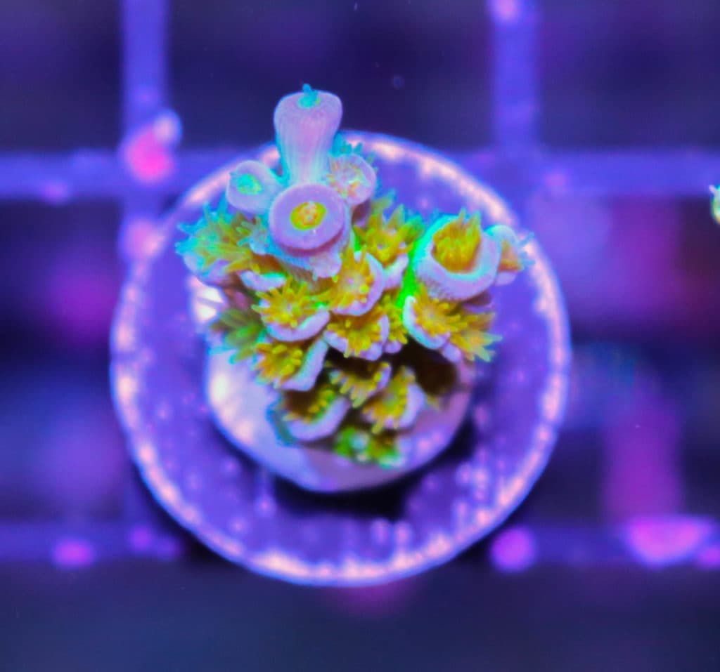 Reef Raft Orange Passion - Frag Box Corals