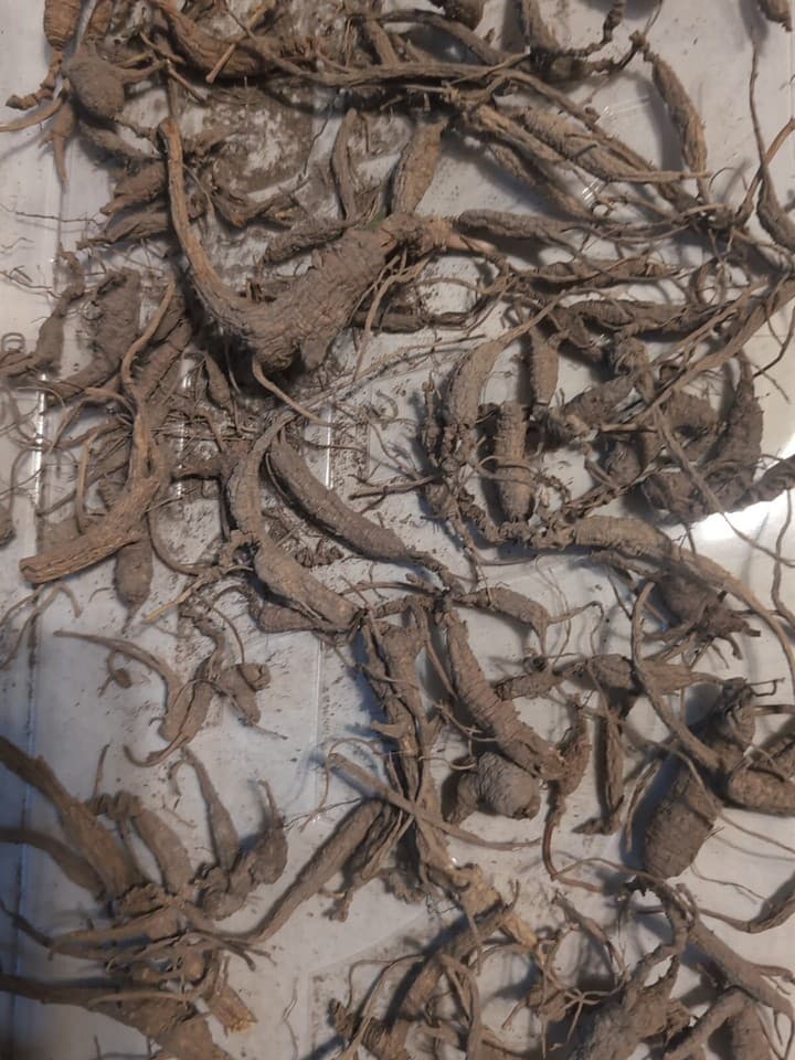 113 gm Mountain Ginseng Root! Wild, Old, Dry, Certified Kentucky (0 ...