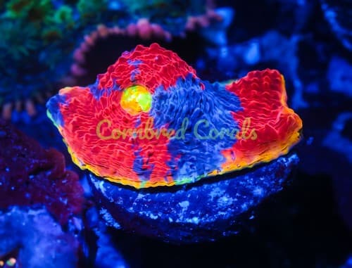 Cornbred's Rainbow Crush Chalice - WYSIWYG - Frag - LIVE CORAL | eBay