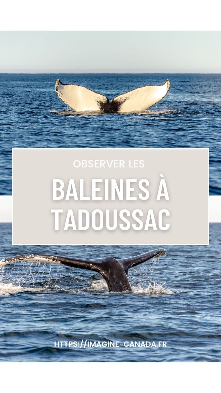 Croisière Observation des Baleines Tadoussac - Best Picks & Reviews by InceptionAI