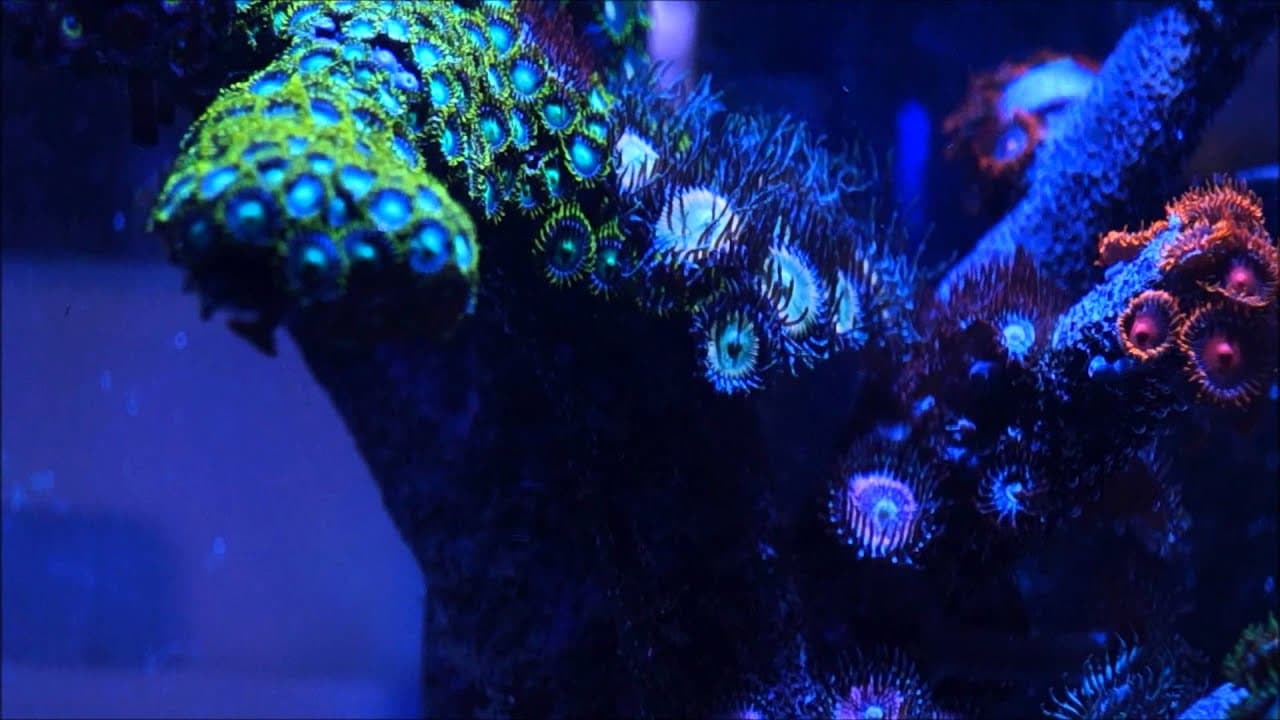 Zoa Tree Garden Nano Reef Display at Elite Reef of Denver, Colorado ...