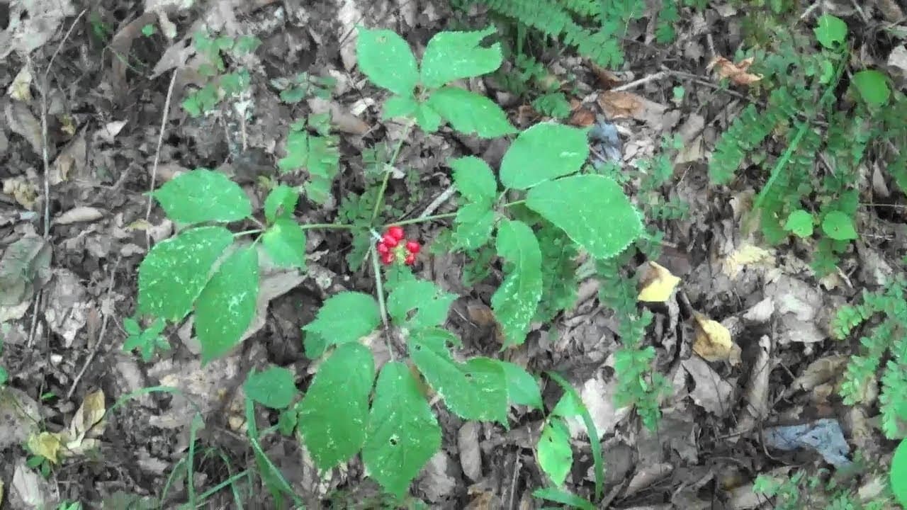Wild Ginseng Hunting 2019! (Eastern Kentucky.) - YouTube