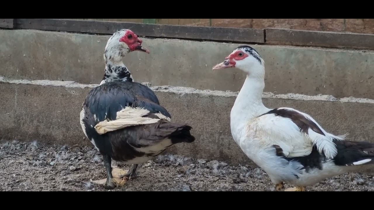 ÉLEVAGE DES OIES ET DES CANARDS - YouTube