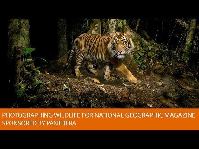 Wildlife Photography National Geographic