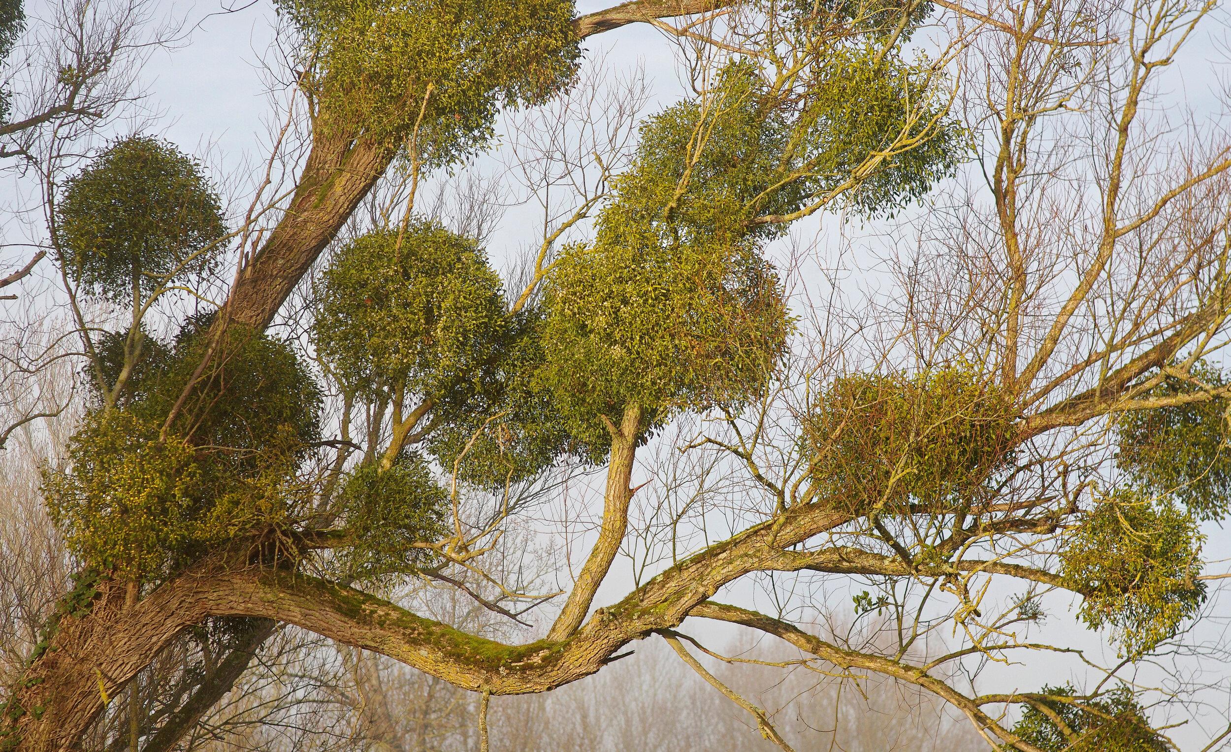 The Truth About Mistletoe — In Defense of Plants