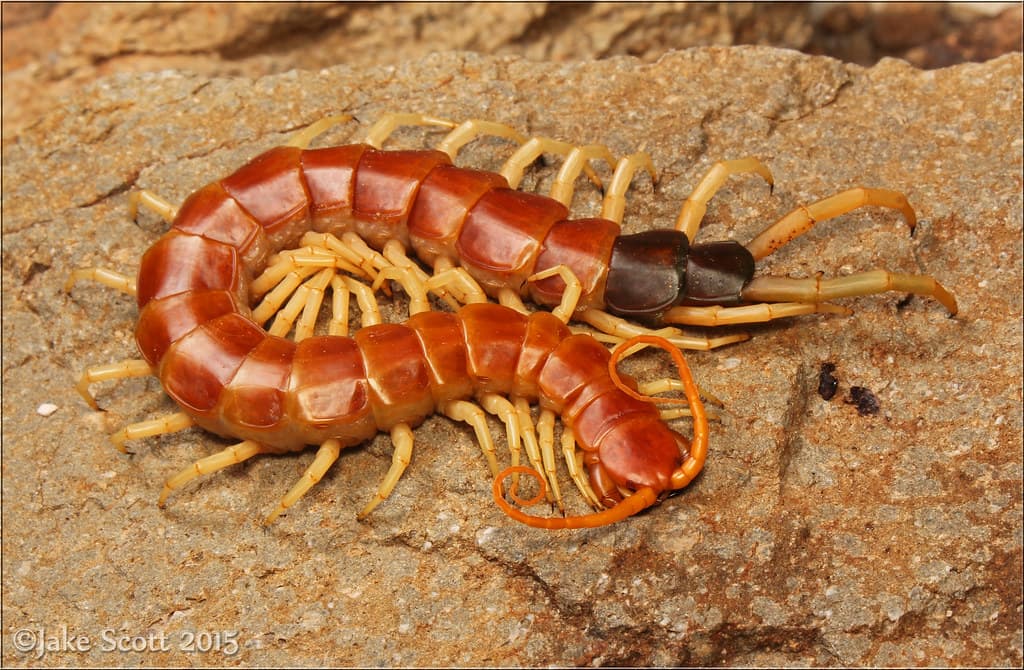 Texas Redheaded Centipede (Scolopendra heros) | Texas Redhea… | Flickr