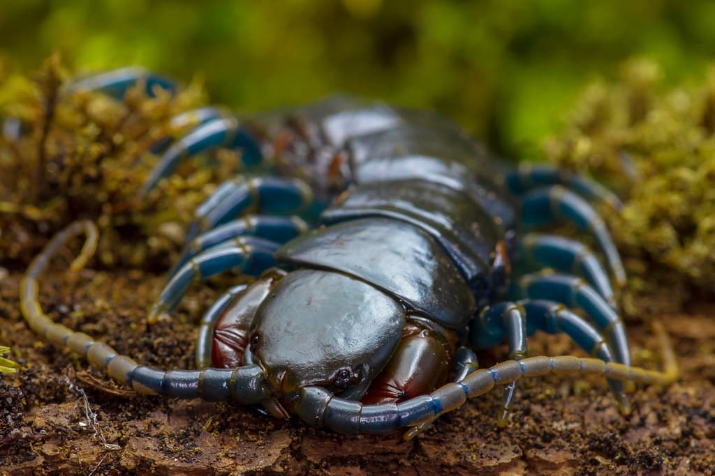 Blue Leg Centipede (Ethmostigmus trigonopodus) - a photo on Flickriver