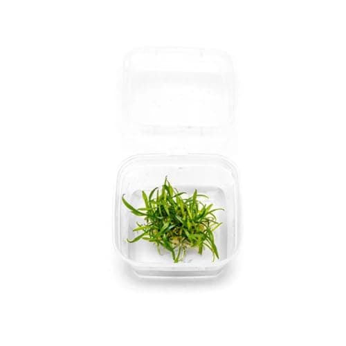 Cryptocoryne Parva - Planted Tank Mates