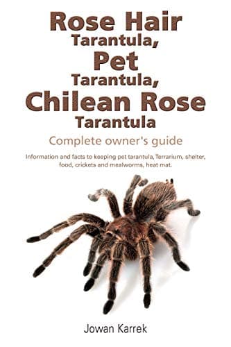 Chilean Rose Hair Tarantula