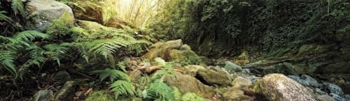 Galapagos Mossy Cave Hide Background