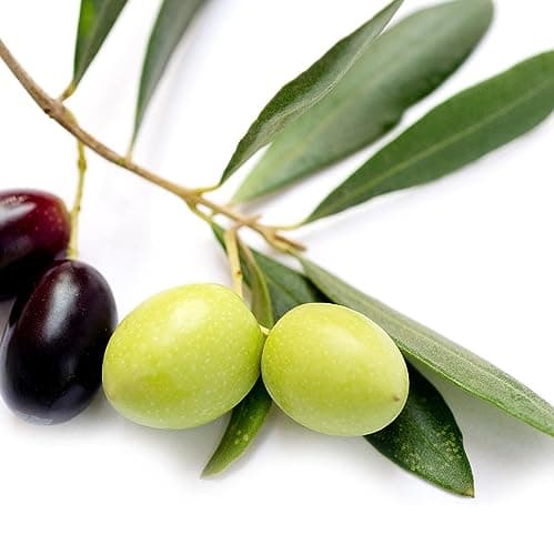 Olea europaea Leccino