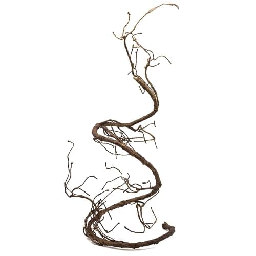 Pangea Reptile Ultimate Vine For …