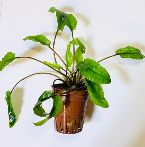 Cryptocoryne Wendtii Green