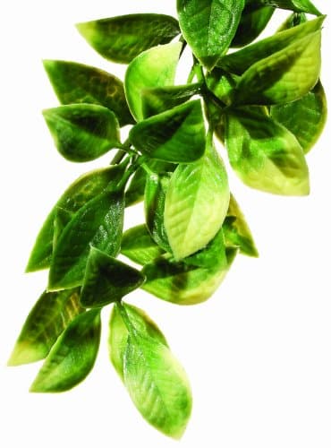 Exo Terra Dart Frog Bromelia Smart Terrarium Plant Medium - 1 count ...