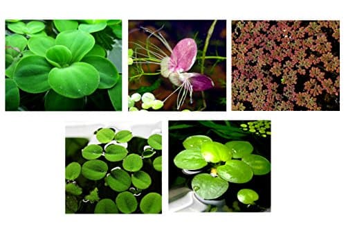 EXOTERRA® WATER PLANTS FLOATING WATERPLANTS – CITTAPET TIENDA