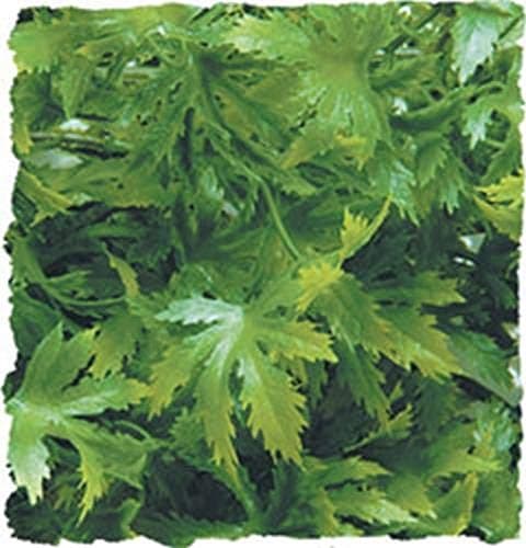 Natural Bush™ Plants – Australian Maple | Zoo Med Laboratories, Inc.