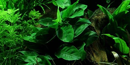 Anubias barteri var. nana