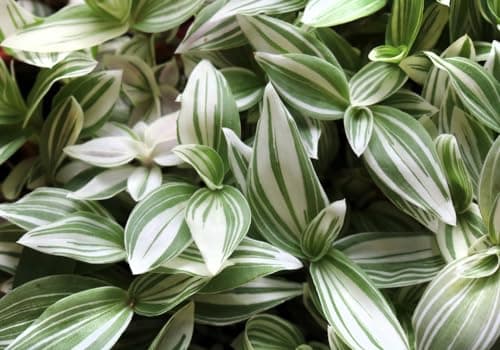 5 Tradescantia Spiderwort Cuttin…