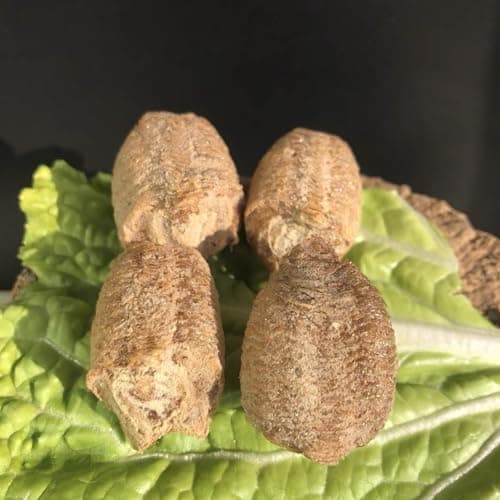 Chinese Mantis Care Sheet - Learn About Nature