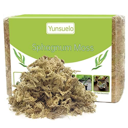 Sphagnum Moss (Live) – BotanicYork