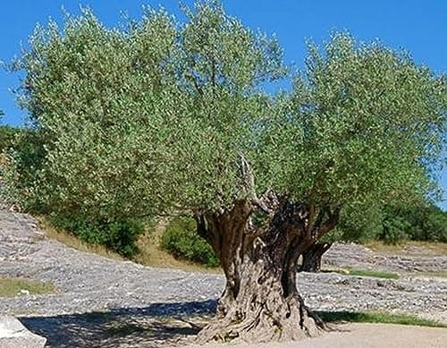 Olea europaea Arbequina