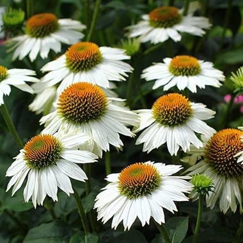 White Coneflower Seeds, Echinacea purpurea alba | American Meadows