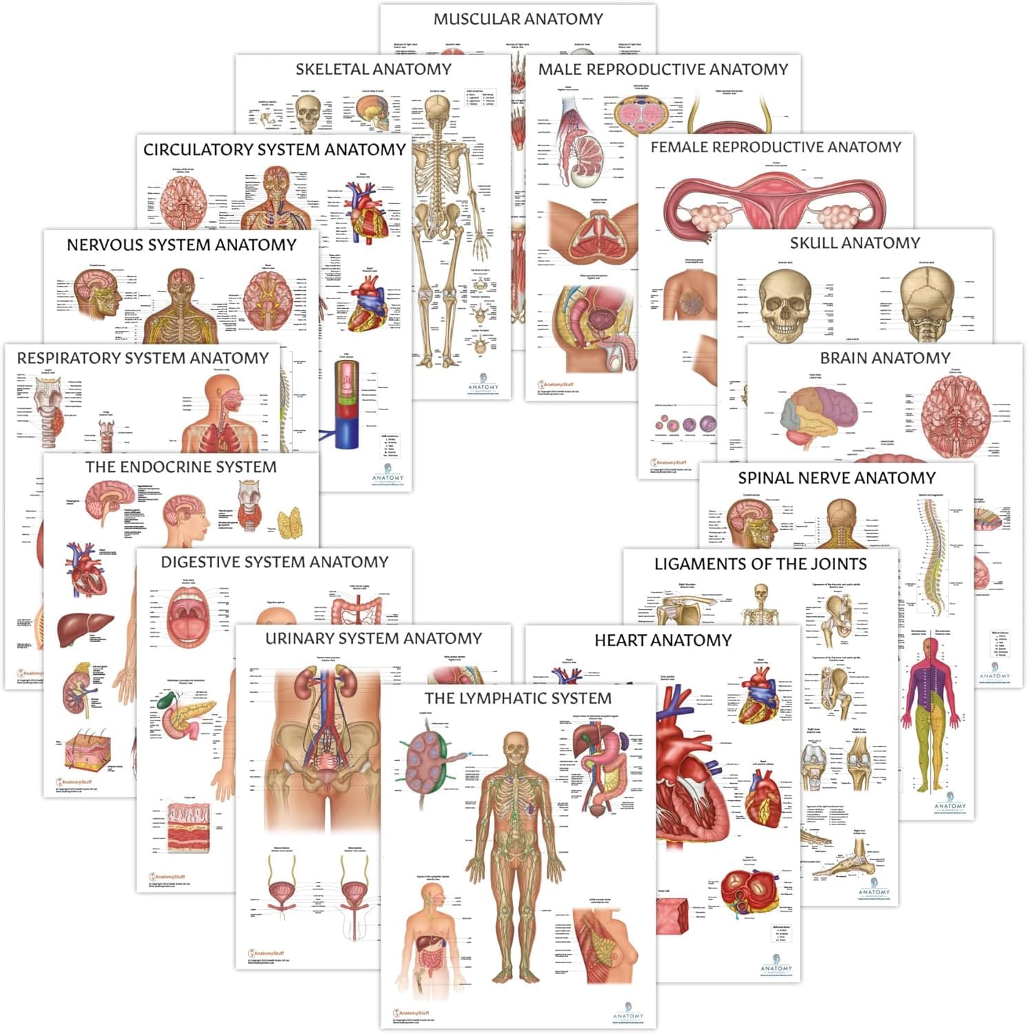 16 PACK Human Anatomy Poster Set, LAMINATED, Anatomy and Physiology, 17 ...