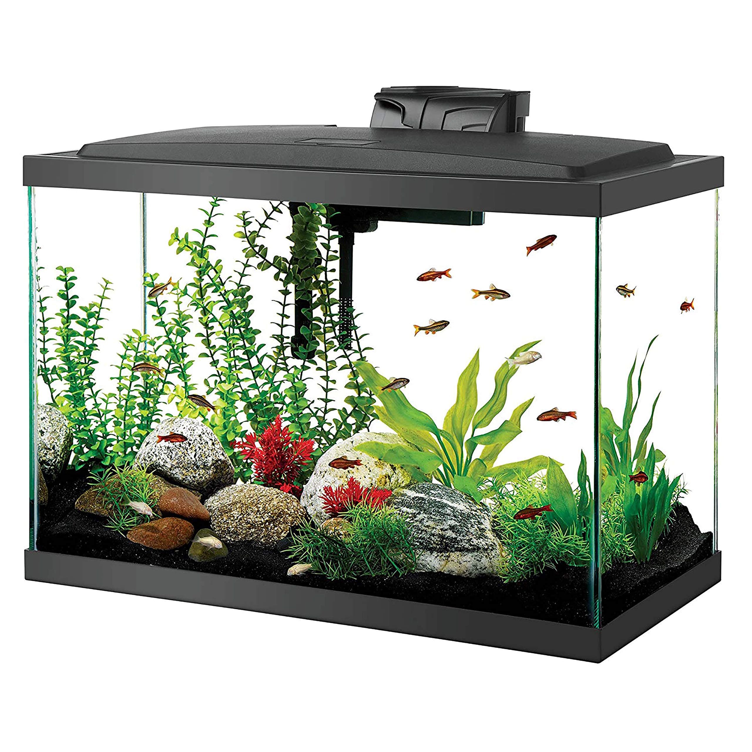 20 Gallon Freshwater Aquarium Ideas