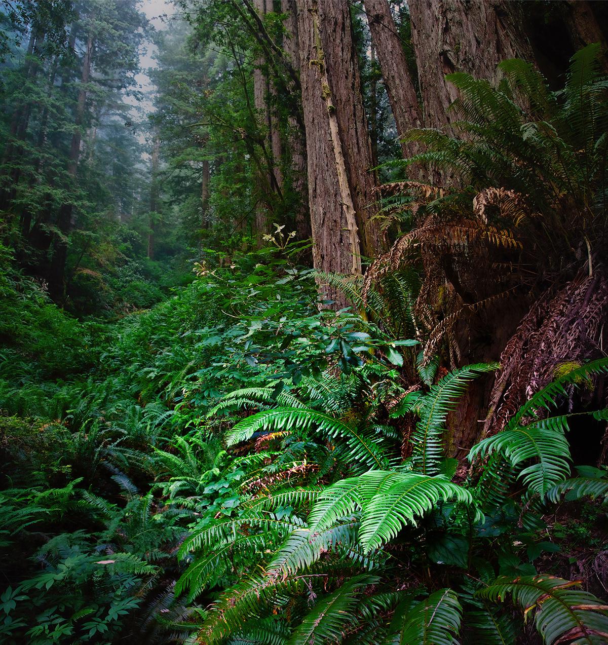 Ferns in the Forest on Behance