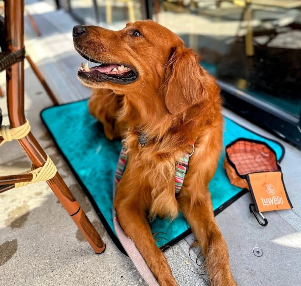 Luwello Portable Dog Settle Mat - Modern Dog Magazine