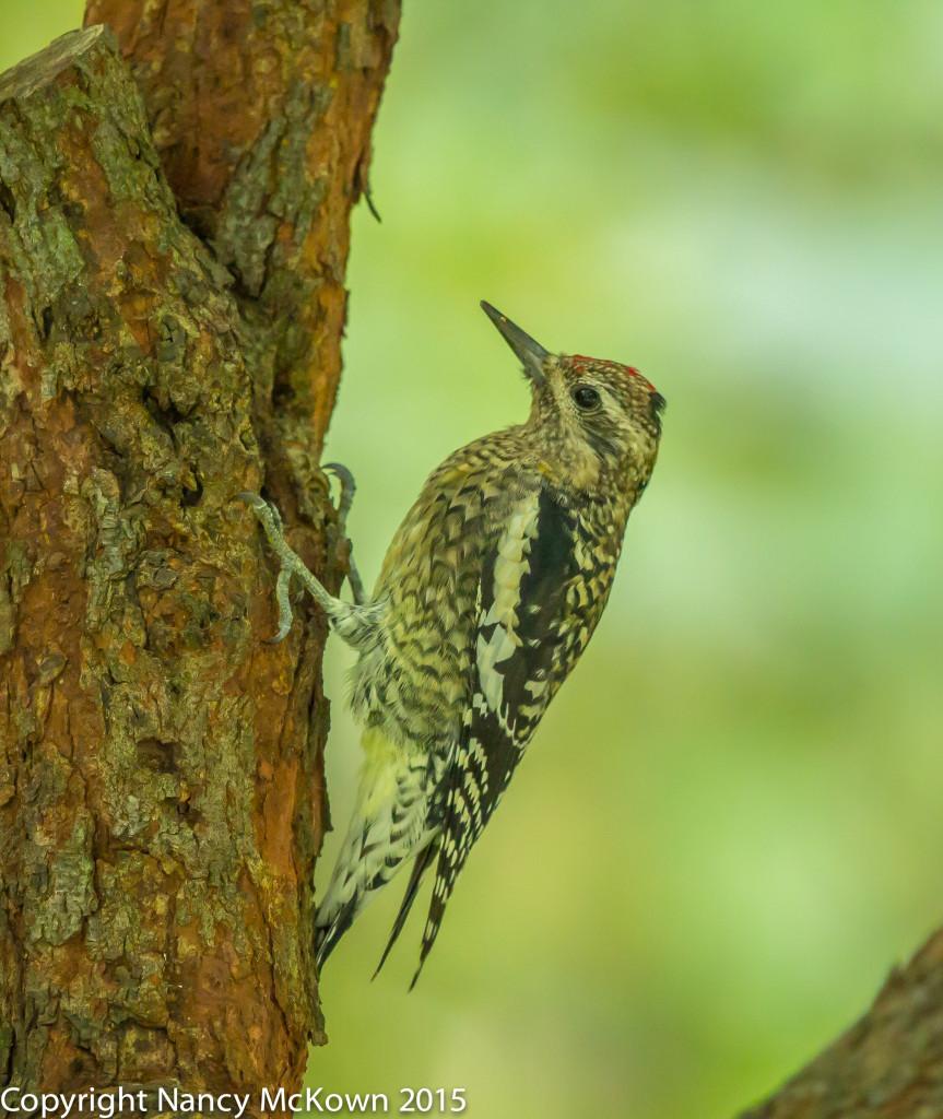 Photographing a Yellow Bellied Sapsucker and Thoughts About Low Light ...