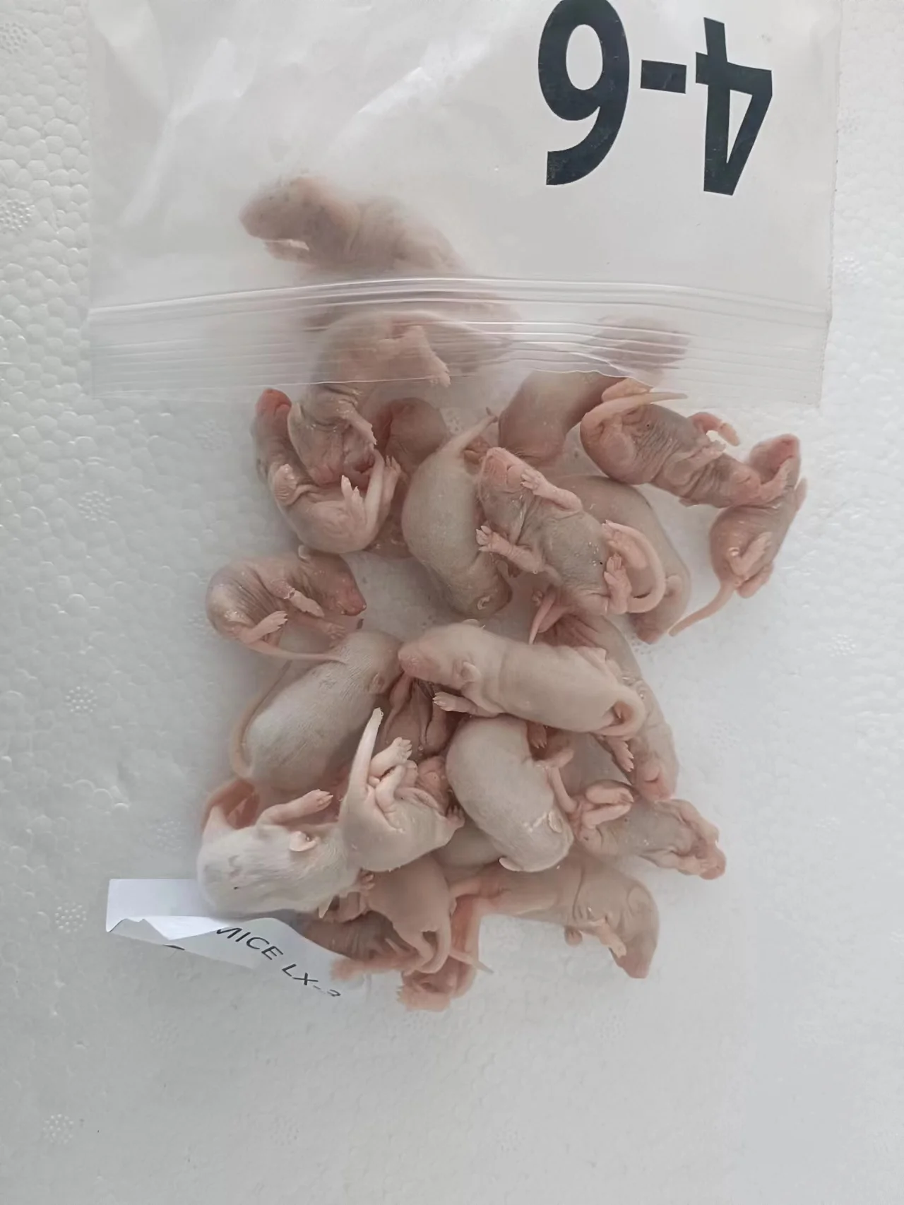 Frozen Mice Frozen Rats Frozen Mouse Mice Rats Mouse Rat - Buy Frozen ...