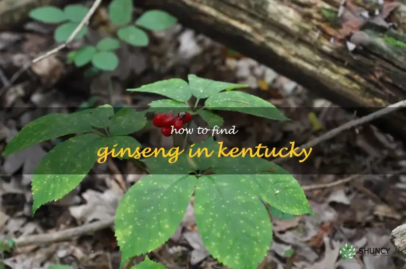 Discovering The Secrets Of Wild Ginseng Harvesting In Kentucky | ShunCy