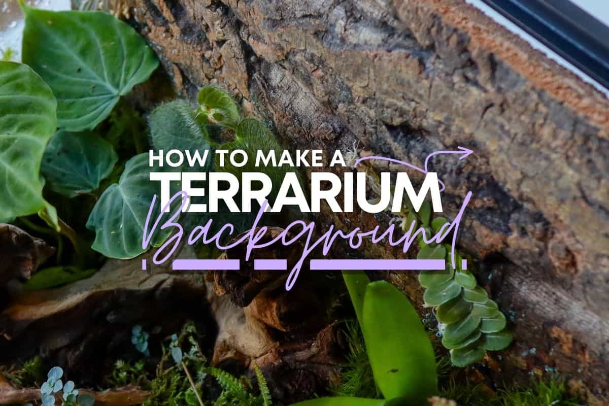 Terrarium Background Kit at Margaret Burgin blog