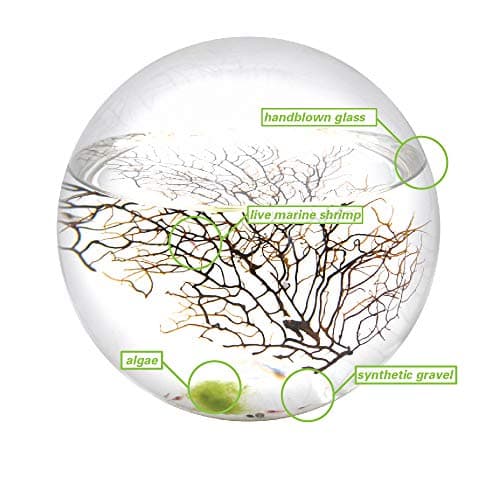 EcoSphere Closed Aquatic Ecosystem | ThatSweetGift
