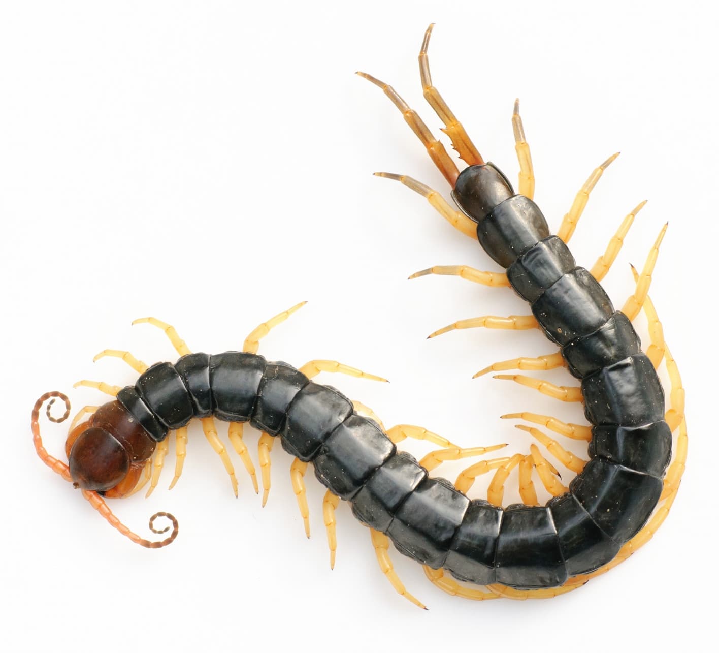 Chinese red-headed centipede - Wikipedia