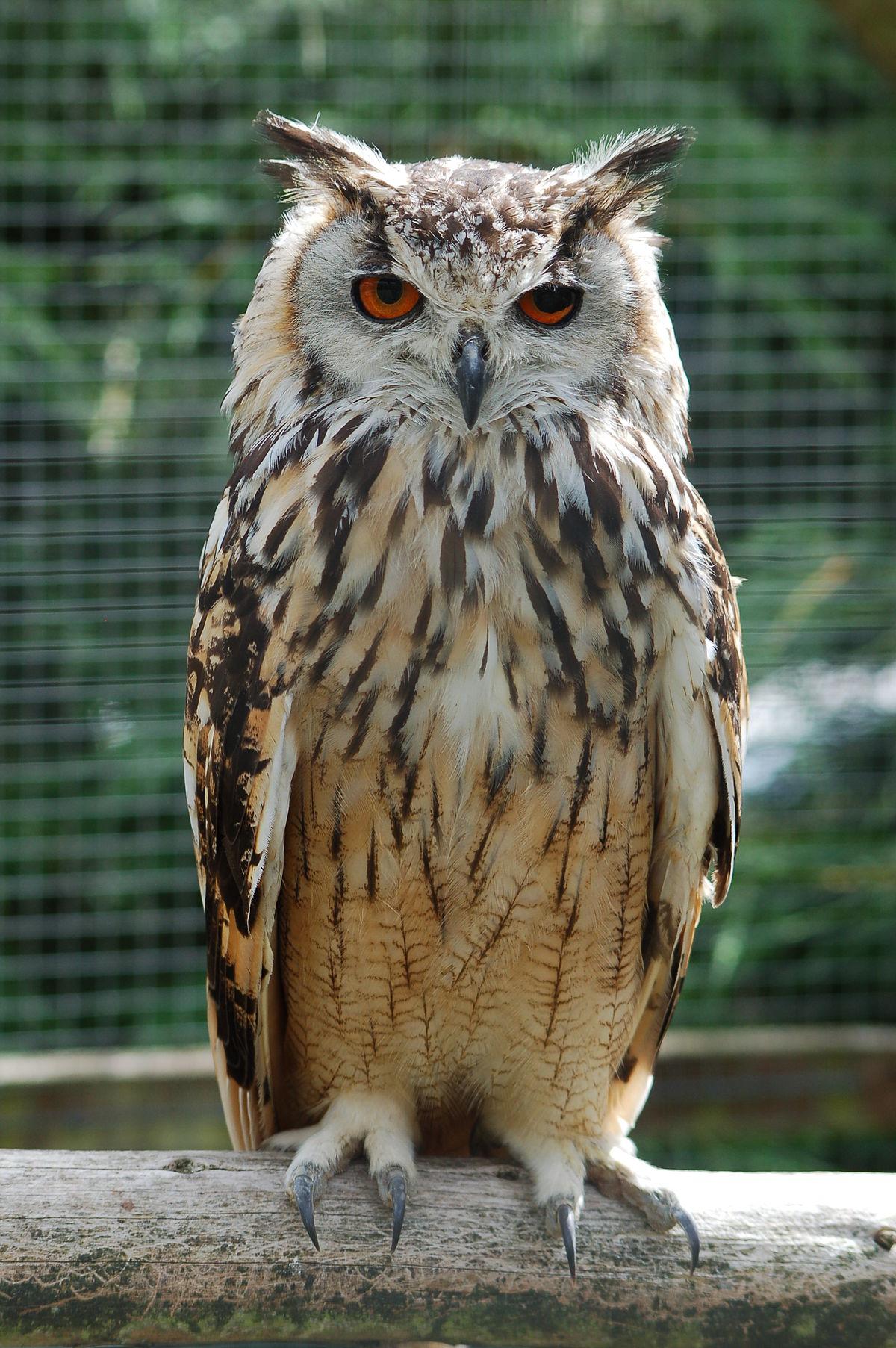 Horned owl - Wikipedia