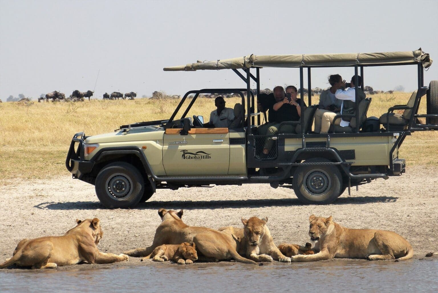 African Lion Safari - Why Don’t Lions Attack? | Discover Africa